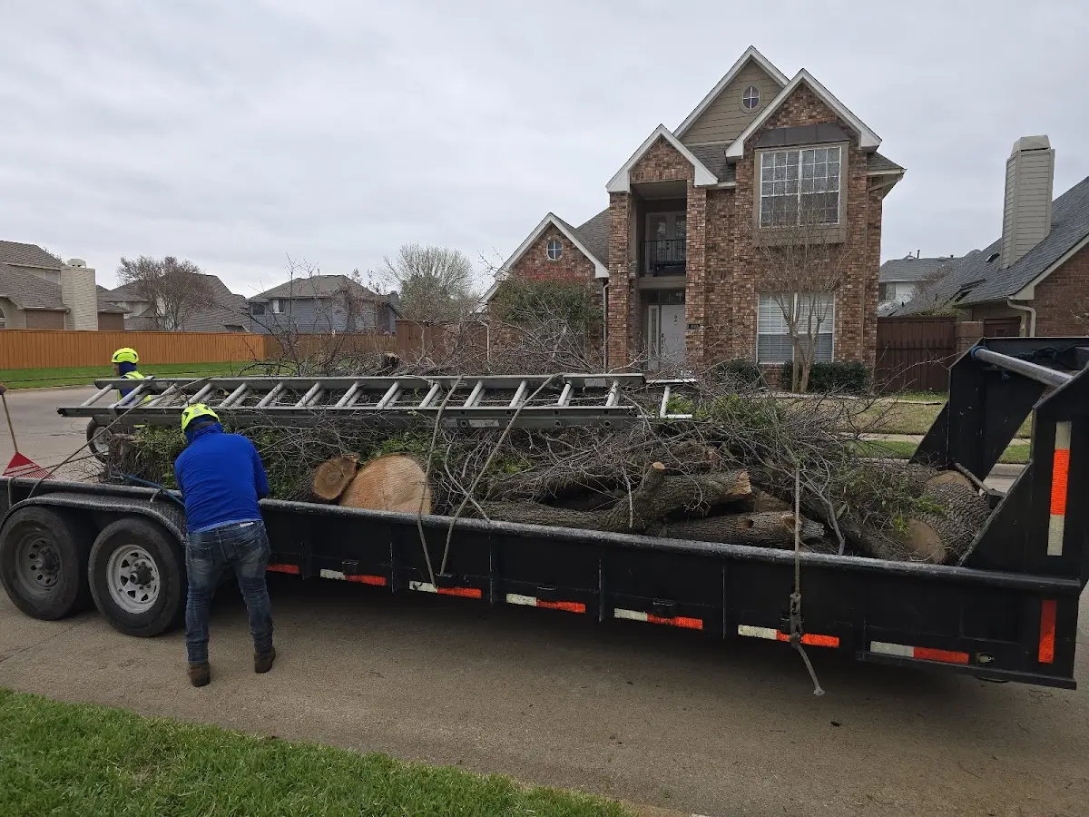 Expert Tree Pest Control with proper safety equipment in Lula